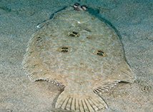 To FishBase images (<i>Pseudorhombus dupliciocellatus</i>, Philippines, by Greenfield, J.)