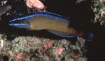 To FishBase images (<i>Pseudochromis dutoiti</i>, South Africa, by Randall, J.E.)