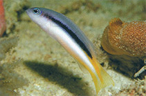 Image of Pseudochromis eichleri (Eichler’s Dottyback)