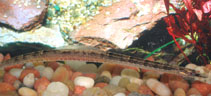 To FishBase images (<i>Pseudophallus elcapitanensis</i>, Costa Rica, by Molina, A.)