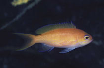 To FishBase images (<i>Pseudanthias elongatus</i>, Japan, by Sorita, K.)