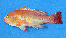 To FishBase images (<i>Pseudanthias emma</i>, Myanmar, by Alvheim, O.)