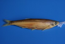 To FishBase images (<i>Pseudolaubuca engraulis</i>, by CAFS)