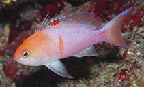 To FishBase images (<i>Pseudanthias engelhardi</i>, Fiji, by Allen, G.R.)