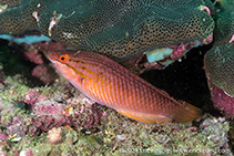 To FishBase images (<i>Pseudolabrus eoethinus</i>, Hong Kong, by Eric Keung@114°E Hong Kong Reef Fish Survey)