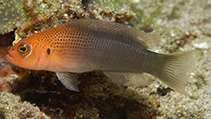 To FishBase images (<i>Pseudochromis erdmanni</i>, Indonesia, by Allen, G.R.)