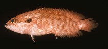 To FishBase images (<i>Pseudogramma erythreum</i>, Philippines, by Randall, J.E.)