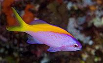 To FishBase images (<i>Pseudanthias evansi</i>, Maldives, by Greenfield, J.)