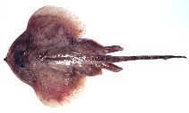 Image of Psammobatis extenta (Zipper sand skate)