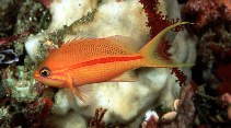 To FishBase images (<i>Pseudanthias fasciata</i>, Papua New Guinea, by Randall, J.E.)