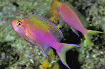 To FishBase images (<i>Pseudanthias flavicauda</i>, Fiji, by Randall, J.E.)