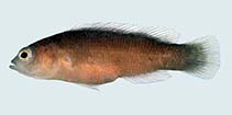 To FishBase images (<i>Pseudochromis flammicauda</i>, Australia, by Winterbottom, R.)