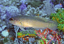 To FishBase images (<i>Pseudochromis flavopunctatus</i>, Indonesia, by Erdmann, M.V.)