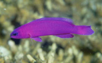 To FishBase images (<i>Pseudochromis fridmani</i>, Saudi Arabia, by Field, R.)