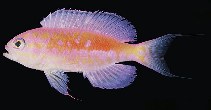To FishBase images (<i>Pseudanthias fucinus</i>, Hawaii, by Randall, J.E.)