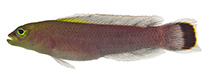 To FishBase images (<i>Pseudochromis fuligifinis</i>, Philippines, by Williams, J.T.)