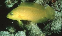 To FishBase images (<i>Pseudochromis fuscus</i>, Indonesia, by Randall, J.E.)