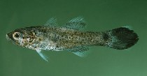 To FishBase images (<i>Pseudamia gelatinosa</i>, French Polynesia, by Randall, J.E.)