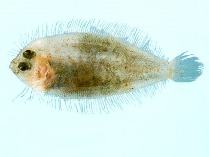 To FishBase images (<i>Psettina gigantea</i>, by CSIRO)