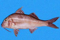 Image of Pseudupeneus grandisquamis (Bigscale goatfish)