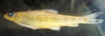 Image of Psilorhynchus nudithoracicus (Rainbow minnow)
