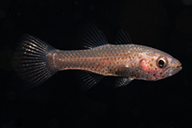To FishBase images (<i>Pseudamia hayashii</i>, Indonesia, by Malaer, P.)