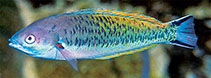 To FishBase images (<i>Pseudocoris hemichrysos</i>, Maldives, by Kuiter, R.H.)