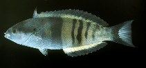 To FishBase images (<i>Pseudocoris heteropterus</i>, Papua New Guinea, by Randall, J.E.)