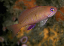 To FishBase images (<i>Pseudanthias hiva</i>, Marquesas Is., by Randall, J.E.)