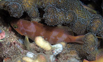 Image of Pseudanthias huchtii (Red-cheeked fairy basslet)