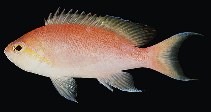 To FishBase images (<i>Pseudanthias hutomoi</i>, Philippines, by Randall, J.E.)