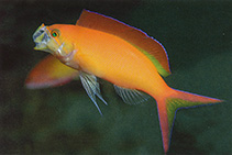To FishBase images (<i>Pseudanthias ignitus</i>, Thailand, by Allen, G.R.)