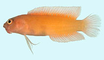 To FishBase images (<i>Pseudoplesiops immaculatus</i>, Palau, by Winterbottom, R.)