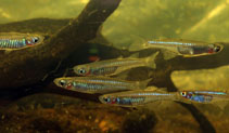 To FishBase images (<i>Pseudomugil inconspicuus</i>, Australia, by Wilson, D.)
