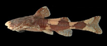To FishBase images (<i>Pseudobagarius inermis</i>, by Ng, H.H.)