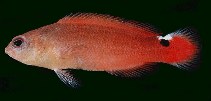 To FishBase images (<i>Pseudochromis jamesi</i>, Fiji, by Randall, J.E.)