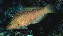 To FishBase images (<i>Pseudolabrus japonicus</i>, Japan, by Randall, J.E.)