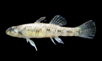 To FishBase images (<i>Pseudogobius javanicus</i>, Thailand, by Ratmuangkhwang, S.)