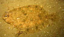 To FishBase images (<i>Pseudorhombus jenynsii</i>, Australia, by Maddern, M.)