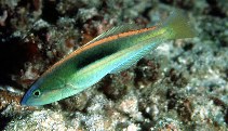 To FishBase images (<i>Pseudojuloides kaleidos</i>, Maldives, by Randall, J.E.)