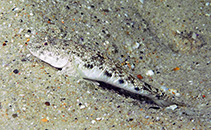 To FishBase images (<i>Psammogobius knysnaensis</i>, South Africa, by Koch, R.J.)