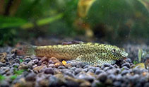 To FishBase images (<i>Pseudogastromyzon laticeps</i>, China, by Luo, TD)