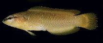 To FishBase images (<i>Pseudochromis leucorhynchus</i>, Oman, by Randall, J.E.)