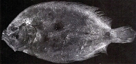 Image of Pseudorhombus levisquamis 