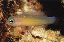 To FishBase images (<i>Pseudochromis litus</i>, Indonesia, by Allen, G.R.)
