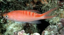 To FishBase images (<i>Pseudanthias lori</i>, Indonesia, by Randall, J.E.)