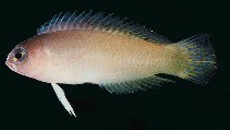 To FishBase images (<i>Pseudoplesiops lubbocki</i>, Egypt, by Randall, J.E.)