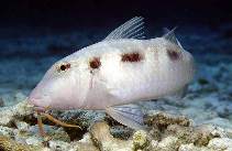 To FishBase images (<i>Pseudupeneus maculatus</i>, Neth Antilles, by Patzner, R.)