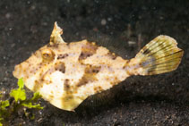 To FishBase images (<i>Pseudomonacanthus macrurus</i>, Indonesia, by Malaer, P.)