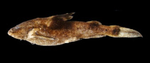 To FishBase images (<i>Pseudobagarius macronemus</i>, by Ng, H.H.)
